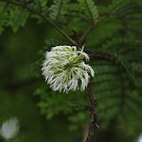 Costa Rica20150406-1755-1150